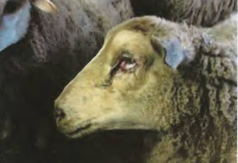 Enligt länsstyrelsen var flera av fåren i dåligt skick.