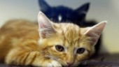 Krav på registrering av katt införs – ska lösa problemet med hemlösa katter • "På våren ser vi extra många vilda kattungar"