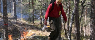 Bränner skog – för naturens skull