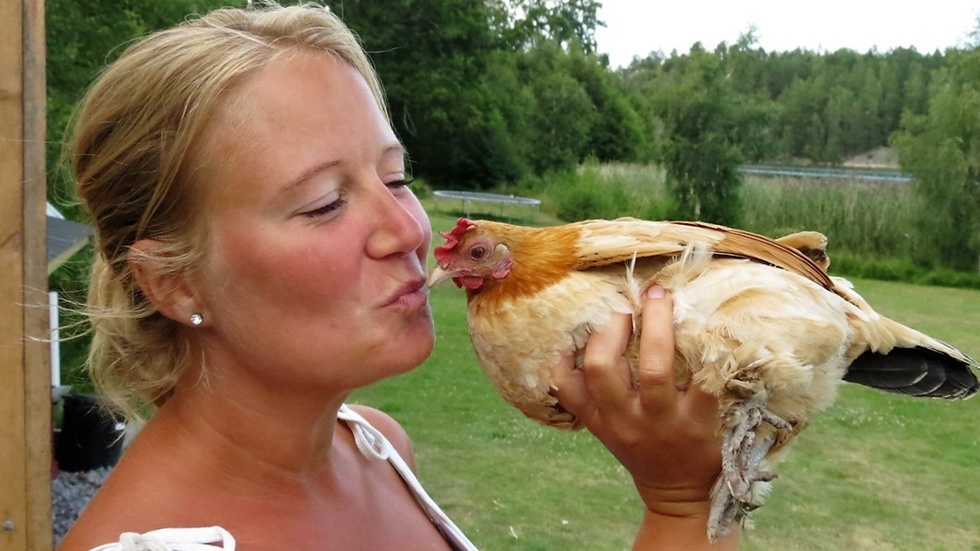 Louise Henrysson älskar sina hönor och många är väldigt tama. Foto: Åsa Thaberman