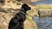 Hundar kan drabbas av algförgiftning
