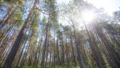 Sveaskog säljer ut skog i A-kommunerna