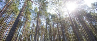 Sveaskog säljer ut skog i A-kommunerna