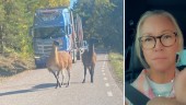Viktorias oväntade möte – två lamadjur på väg ✓Polisen: Inga rapporter 