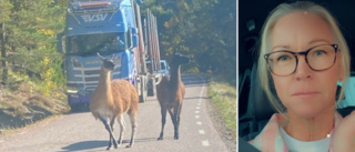 Se upp i trafiken: Viktoria mötte två lösa lamadjur på vägen – oklart vart de tog vägen