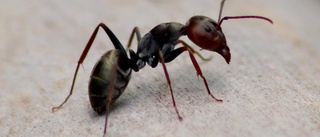 Nu lever 20 tusen biljoner myror på jorden