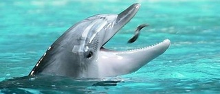 Nyfödda delfiner i Kolmården