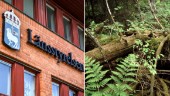 Urskogsliknande plats i Gothem blir naturreservat • ”Har aldrig brukats med moderna metoder”