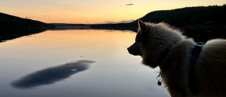 Läsarbild: Lapphunden Eero njuter av solnedgången