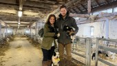 Eskilstunagård vinner pris – hyllas för sin djurhållning: "En hedersutmärkelse"