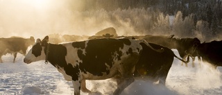 Framtiden i fara för Norrlands mjölkbönder