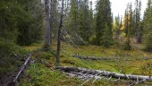 31 000 hektar fjällnaturskog skyddas i Norrbotten