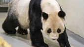 Älskad panda från Kina död i Taiwan
