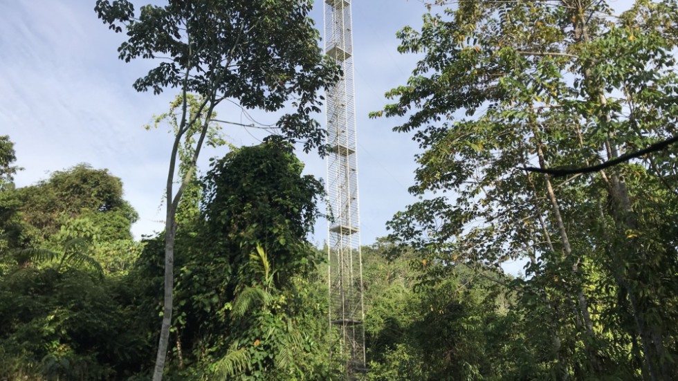 Ett 52 meter högt torn användes för att mäta koldioxid i ett område med avverkad skog på Borneo.