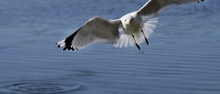 Gotlandshem söker tillstånd att jaga fåglar