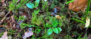 Sällsynt orkidé stoppar skogsavverkning 