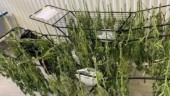 Polisen hittade över 20 kilo cannabis – domen står fast