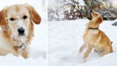 Håll hunden i form i vinter