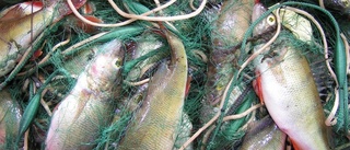 Fiskhälsa bekymrar Uppsalaforskare