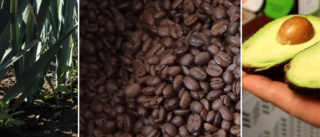 Skenande pris på kaffe – men purjon blir allt billigare
