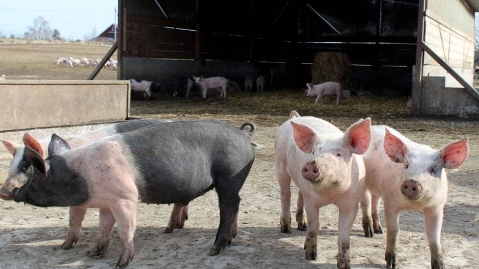 Gårdens grisar bor utomhus, året runt. Men de har en hall att gå in i där de kan mysa i rikligt med halm. 