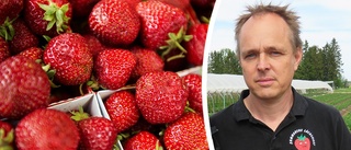 Stor brist på svenska jordgubbar till midsommar