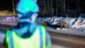 Så många viltolyckor sker i Norrbotten ■ Här är viltsamordnarens trafiktips: Lätta på gasen