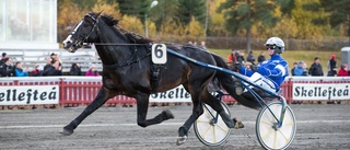 Jerker Bjurman: ”Har aldrig haft en häst som sprungit snabbare”