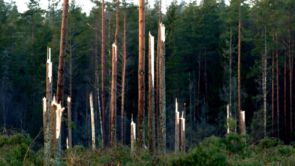 Virka 75 miljoner kubikmeter skog stormfälldes när stormen Gudrun drog fram 2005. Sedan dess har vinterstormarna avlöst varandra. Därför ger skribenterna tips på saker som kan göra skogen mindre stormkänslig.