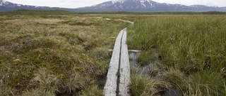 Fler våtmarker behövs för rikare skogar i Västerbotten