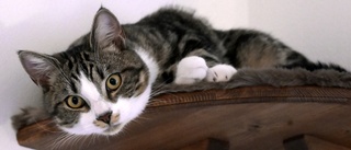 Sökes: Fotogeniska katter till frimärken