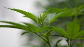 40-årig Skelleftebo odlade cannabis i lägenheten