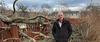 Biskop Martin Modéus gamla päronträd föll i stormen