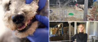 SIFFROR: Så många fick djurförbud på Gotland i fjol • Samordnaren: ”Hon gav inte sin sjuka hund vård”