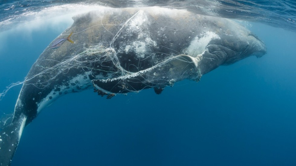 En knölval har trasslat in sig i fiskeredskap. Bindningarna hindrar djuret från att röra sidofenorna fritt.