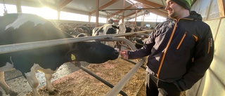 Glädjebeskedet: Bönderna får rekordmycket betalt för mjölken