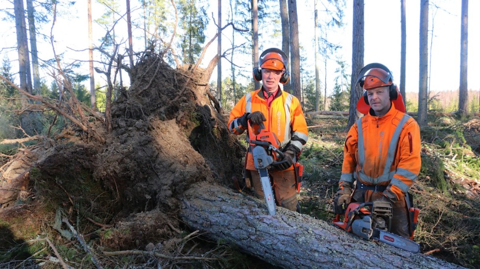 Manuellt arbetande skogshuggare börjar bli sällsynta i trakten. Men Alf Jonasson och kollegan Jonas Johansson hänger i och trivs med skogarbetet.