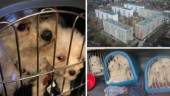Granskning: Hundbedragare sålde sjuka smuggelvalpar