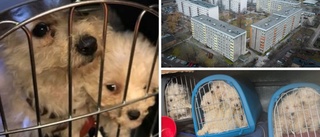 Granskning: Hundbedragare sålde sjuka smuggelvalpar