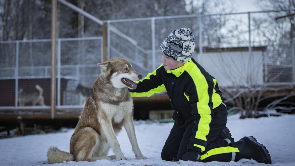 Siberian huskyn Cáppis räddade Alve, 12, när de båda gick genom isen. Pressbild.