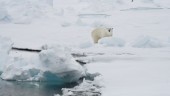 Kvinna och barn dödade av isbjörn