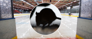 Råttor invaderade Rosvalla – men sågs av få: "Det är ju inte så att de vill sitta på läktaren och kolla på hockey"