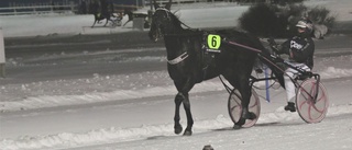 Victoriasbelfaveur tappade bootsen och troligen segern– Piteåhästen Burn Notice bäst av de svenska med en tredjeplats