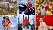 Vem blir Gotlands charmigaste juledjur? • Rösta till och med söndag