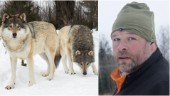 Flera nya vargobservationer i Julitatrakten