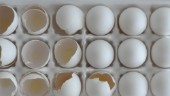 Nya larm om salmonella i ägg