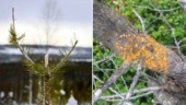 Så mycket ungskog är skadad i Norrbotten • Älgen största källan till skador