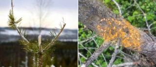 Så mycket ungskog är skadad i Norrbotten • Älgen största källan till skador