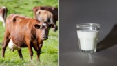 Antikroppar mot salmonella i mjölk från Gotland Grönt Centrum • ”Inga restriktioner i dagsläget”