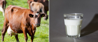 Antikroppar mot salmonella i mjölk från Gotland Grönt Centrum • ”Inga restriktioner i dagsläget”